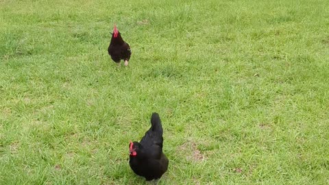 Chickens running