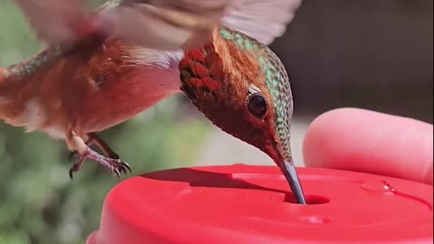 Hummingbird Drinking From a Handfeeder