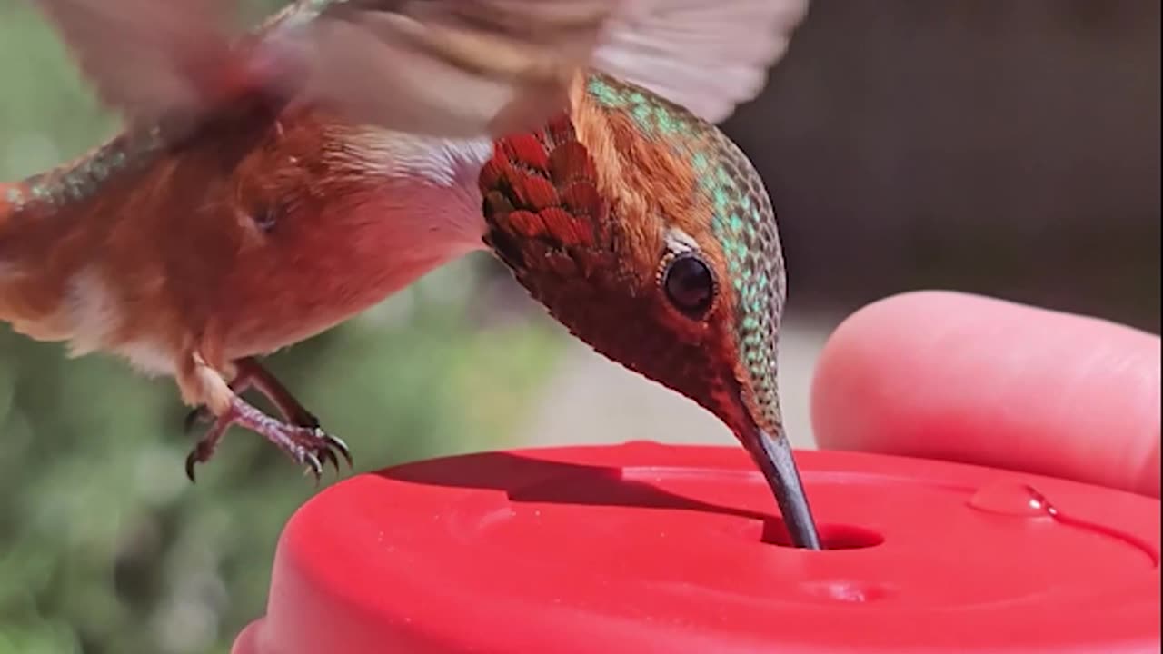 Hummingbird Drinking From a Handfeeder
