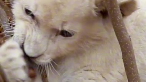 White Lion Cub Discovers… A Stick! 🦁🥹 | Sounds of Nature