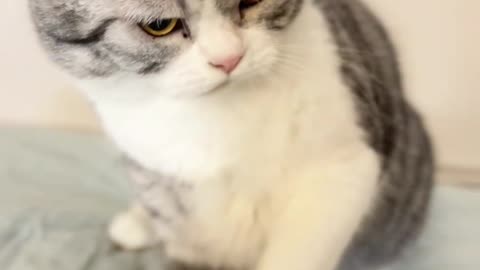 fight cat