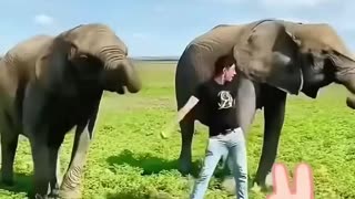 A mother elephant, desperate for help