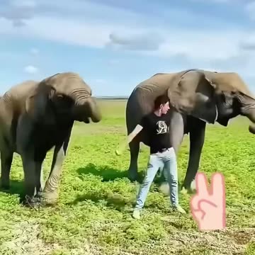 A mother elephant, desperate for help