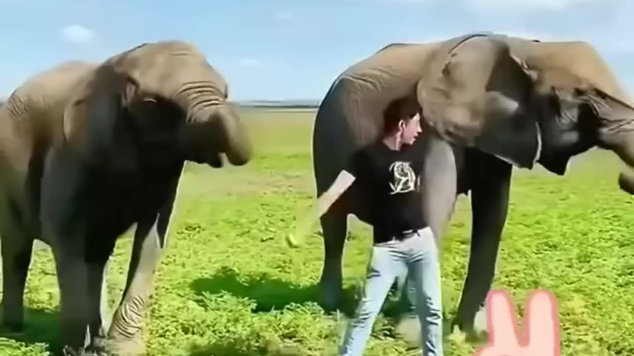 A mother elephant, desperate for help