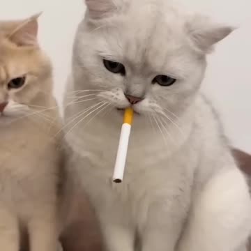 Funny Cats😺😂