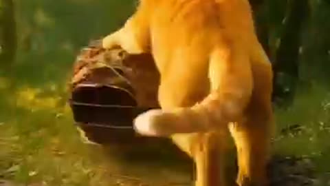 Cat saves baby panda