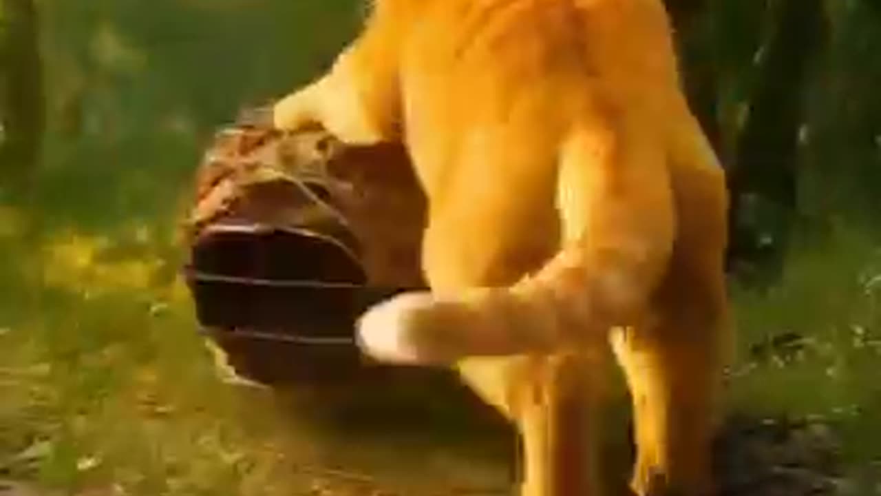 Cat saves baby panda