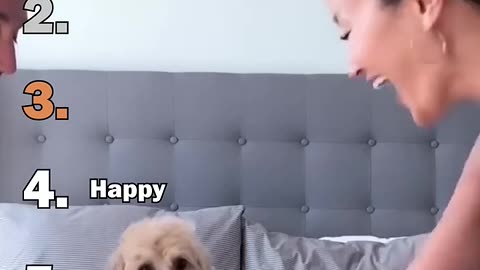 Ranking Best Hands In Dog Challenge Moments