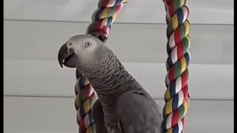 No bite you punk! 😂 talking parrot gets sassy