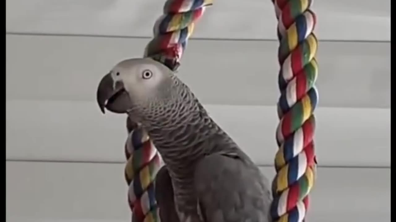 No bite you punk! 😂 talking parrot gets sassy
