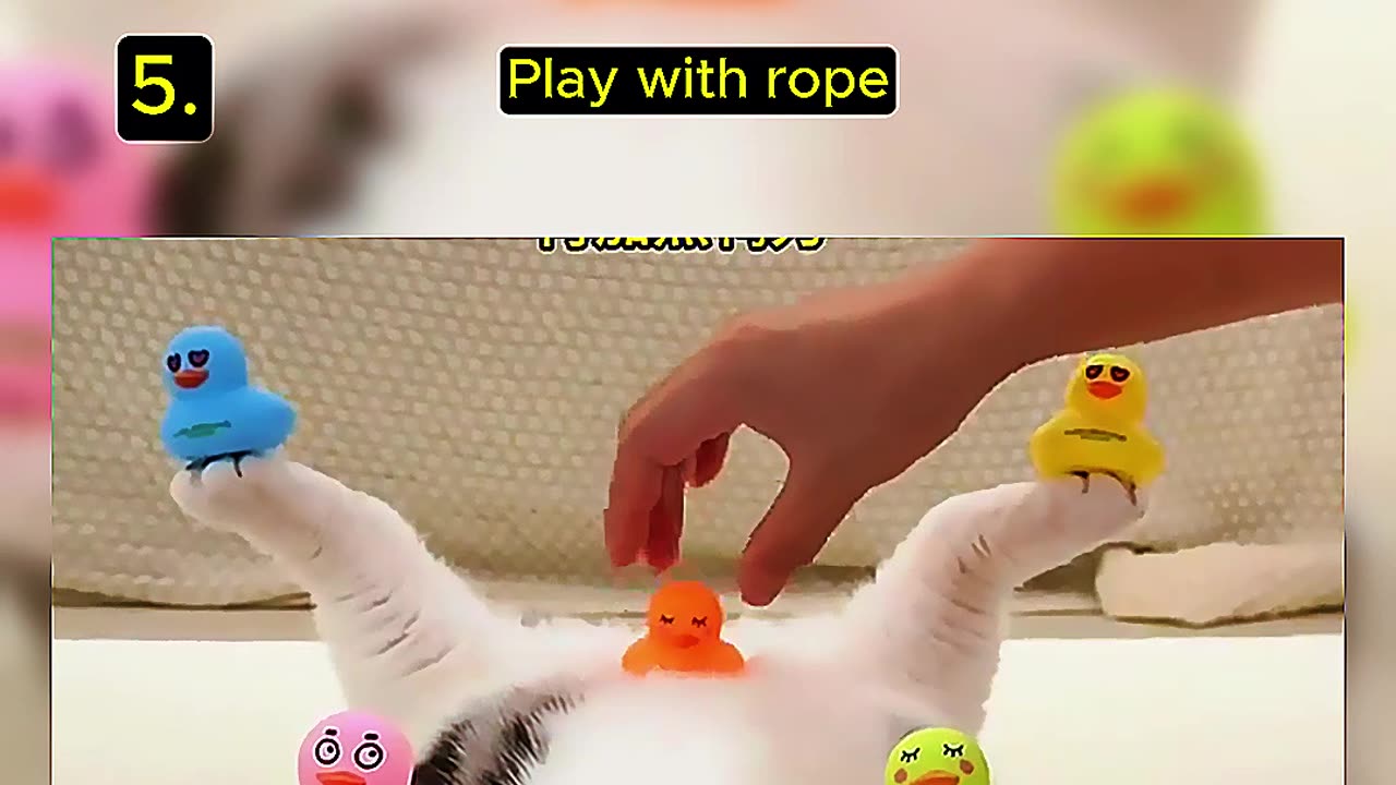 Top 5 Random Cat Videos