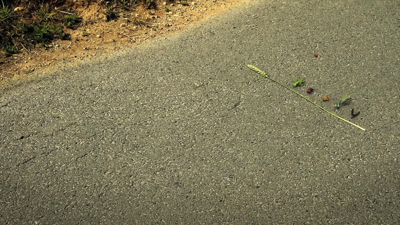 MINUSCULE Clip - Racing Bugs (2012)
