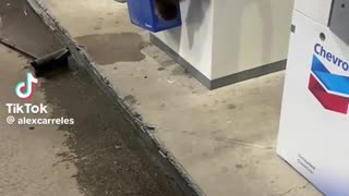 😂🐶 Can't Resist This Adorable Creature! | FunFM
