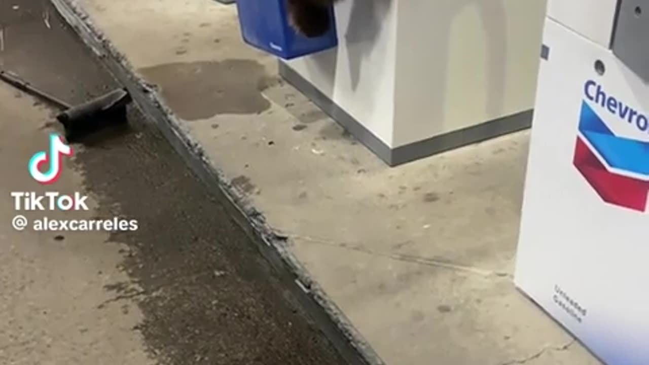 😂🐶 Can't Resist This Adorable Creature! | FunFM