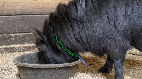 Shrek Eating Grain