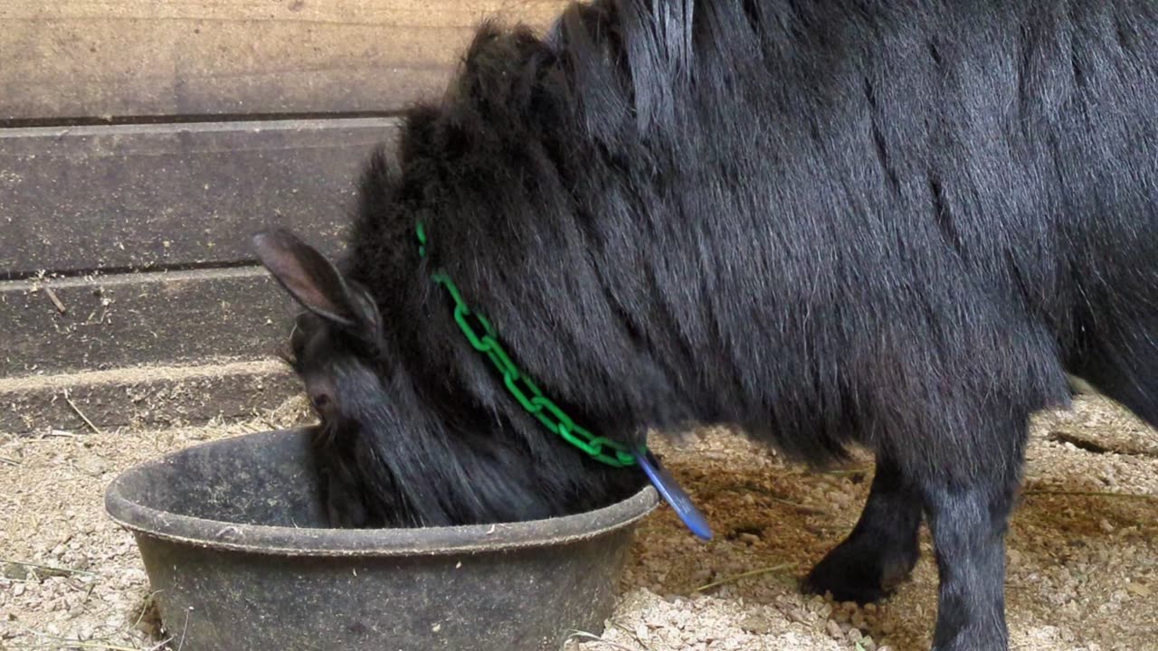 Shrek Eating Grain