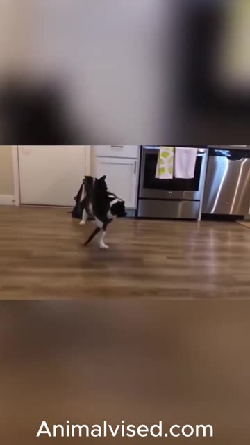 Cat WWE 🥊🐱 | Perfect Body Technique & Funny Fighting Moves 😂🔥