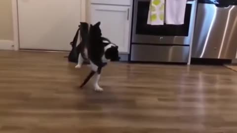 Cat WWE 🥊🐱 | Perfect Body Technique & Funny Fighting Moves 😂🔥