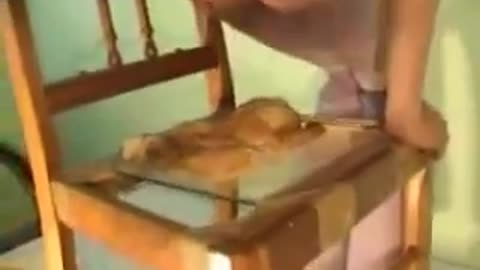 Sitting on a Chicken