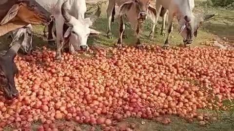 Rain Destroyed Pomegranate of Indian farmers