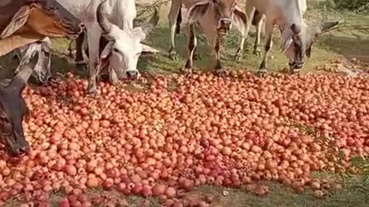 Rain Destroyed Pomegranate of Indian farmers