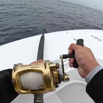 Using FLYING Fish as Bait #fishing #shorts