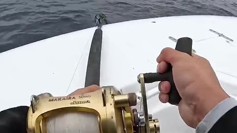 Using FLYING Fish as Bait #fishing #shorts
