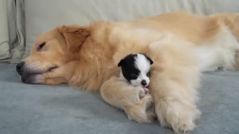 Golden Retriever and Puppy - Best Friends