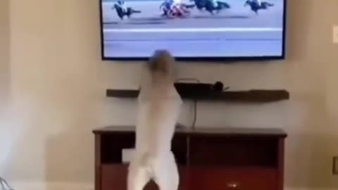 😂 Get Ready to Laugh – Funniest Animal Moments Ever! 🐶🐱