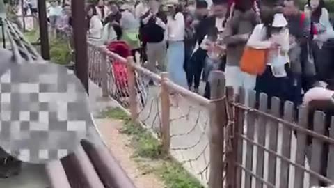 Hippo Farts