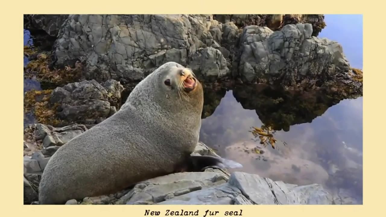 🧠✨ Learn How to Distinguish Seals, Fur Seals & Sea Lions! | FeedMyCuriosity