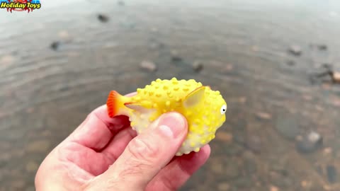 Cute Yellow Starfish Bathing in Clear Water in the Morning