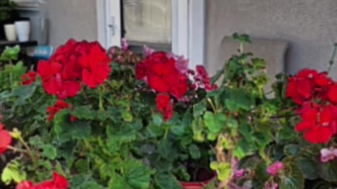 Oltea Hozan Poezia -Sunt Taine Ascunse- #editor Valentin Trif #caleacătrerai #poezie #poetry #share