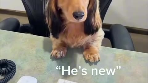 When It’s the Dog’s First Day at Work (montage) 🐶