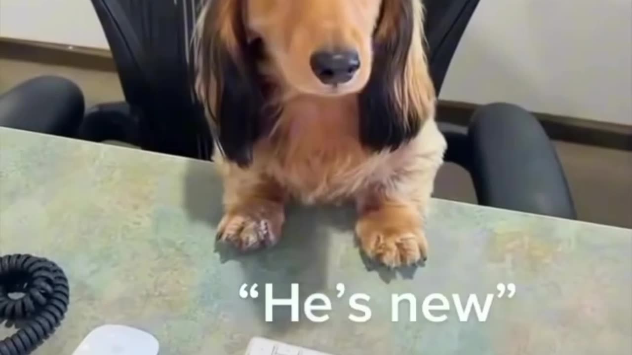 When It’s the Dog’s First Day at Work (montage) 🐶