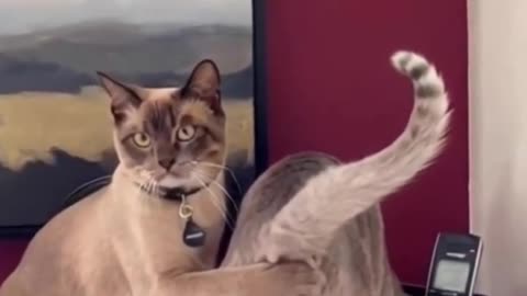 😂 Crazy Cats Compilation | Funniest Cat Moments Ever