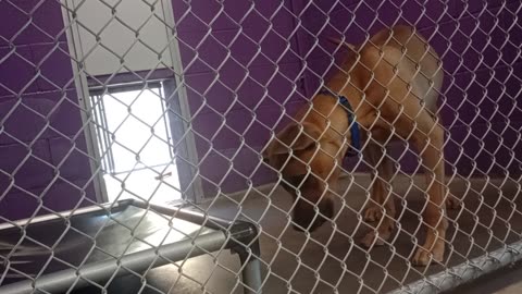 Zeus 1y Pet Id 947074 kennel 22 HSSAZ shelter VID_20250503_125655718
