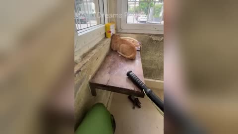 Funny Animals Acts