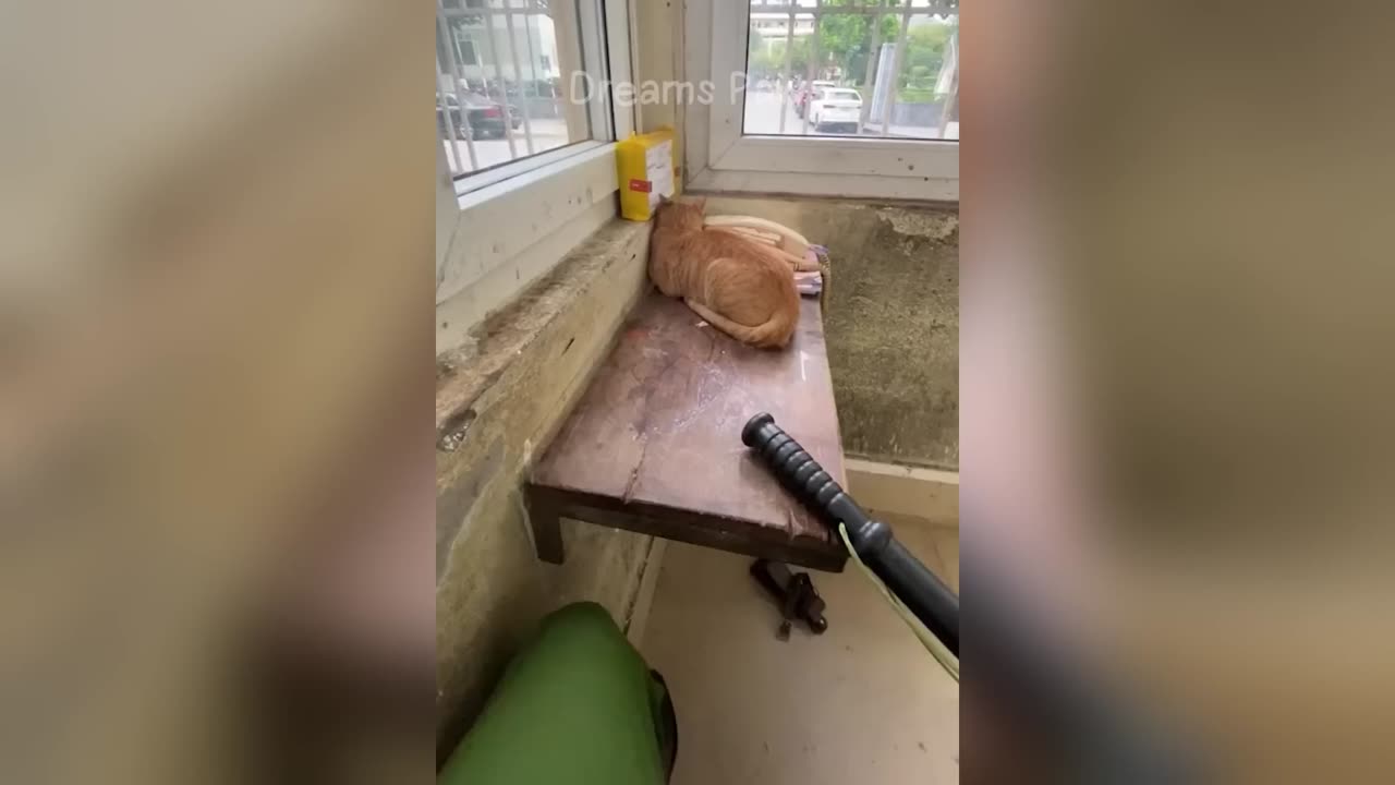 Funny Animals Acts