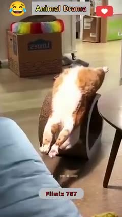 Funny videos funny birds funny animal natural beauty