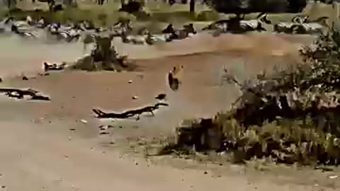 The bravest animal ☠️☠️🤯🤯💯...more