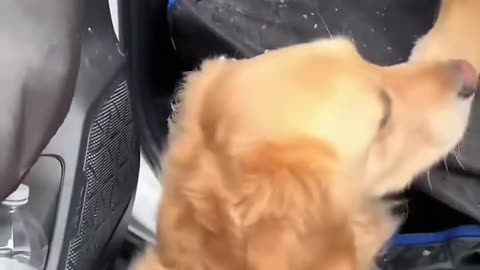 Dog doesn't want to return home