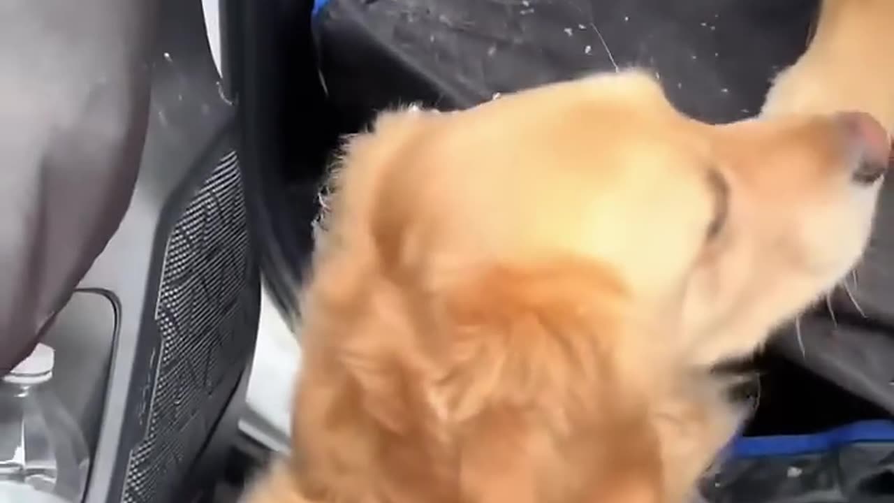 Dog doesn't want to return home