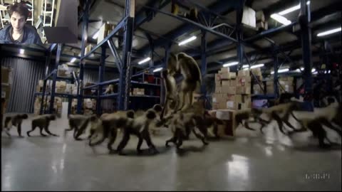 Outtake #1,080 Of Over 10 Monkeys Roam Around A Warehouse Fake Funny Parody Video
