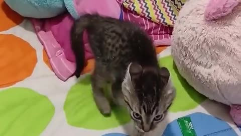 🤯🔥 You Won't Believe This Rebellious Moment! | FunFM