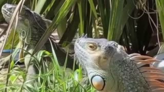 For Wisdom and Power