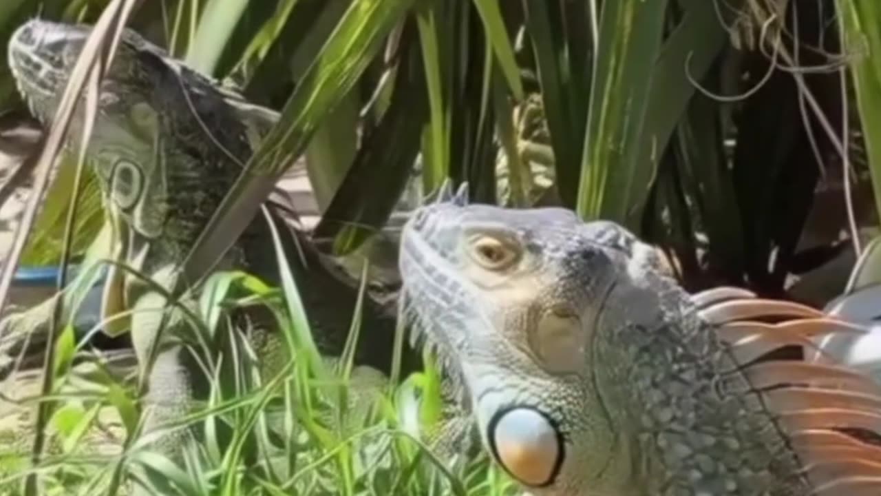 For Wisdom and Power