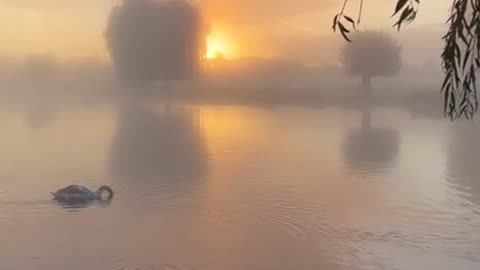 Trumpeter swans at dawn
