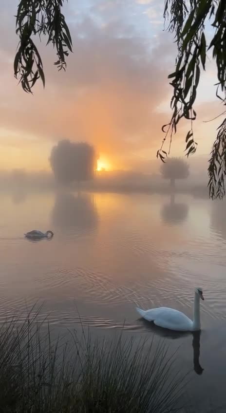 Trumpeter swans at dawn