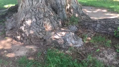 Millenia-Old Tree is a male.